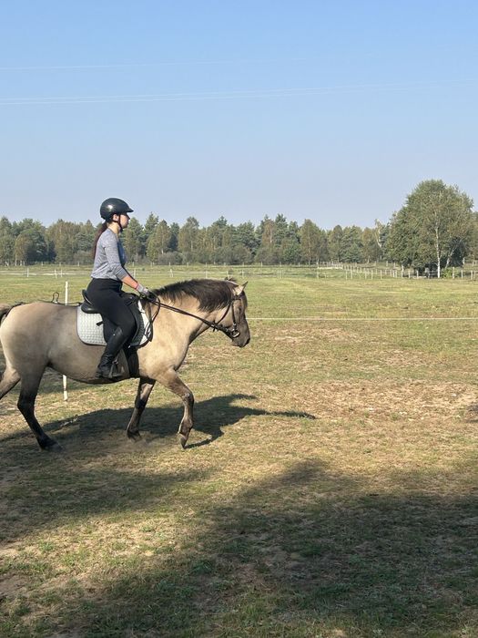 Konik polski klacze z próbą dzielności