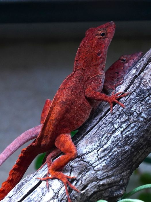 Jaszczurki Anolis sagrei odmiany ,,RED" rarytas