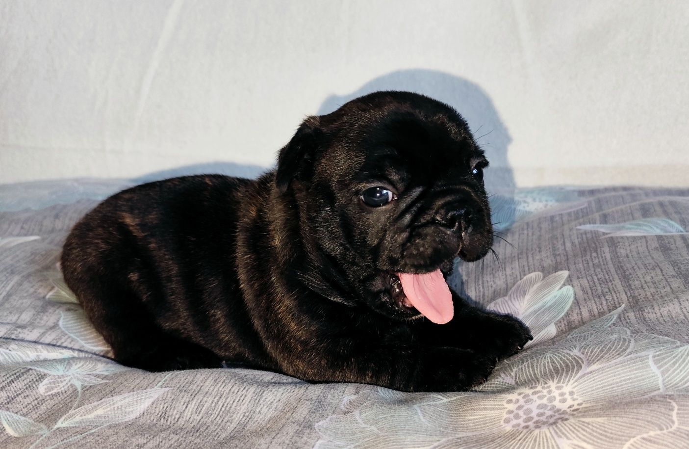Buldog francuski, buldogi francuskie ZKwP FCI