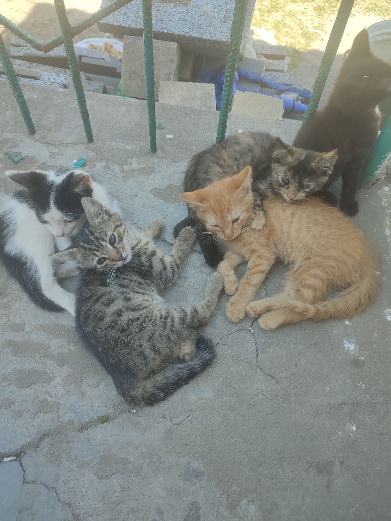 Котенята шукають родину