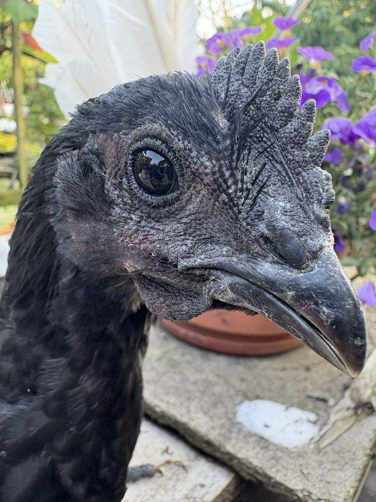 Ayama cemani kogut oraz kura wielkanocna  czarne kury