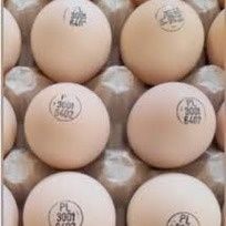 Инкубационные яйца мясояичных  бройлерных кур  маркерованые из Европы