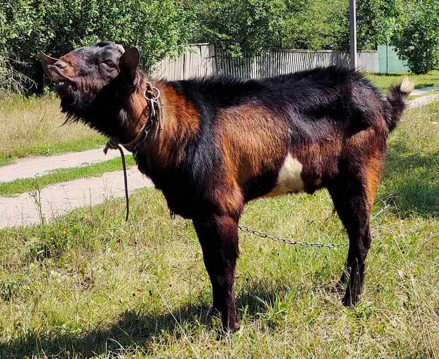 Обміняю Англо-нубійський козлик