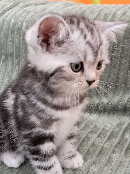 Мальчик! Великолепный плюшевый котёнок скотиш страйт редкого окраса!