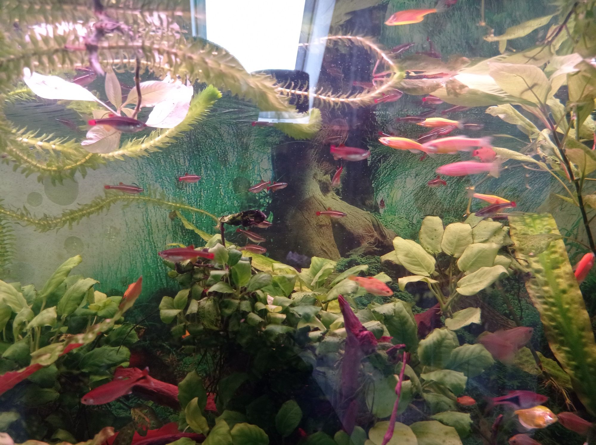 Kardynałki rybki do akwarium
