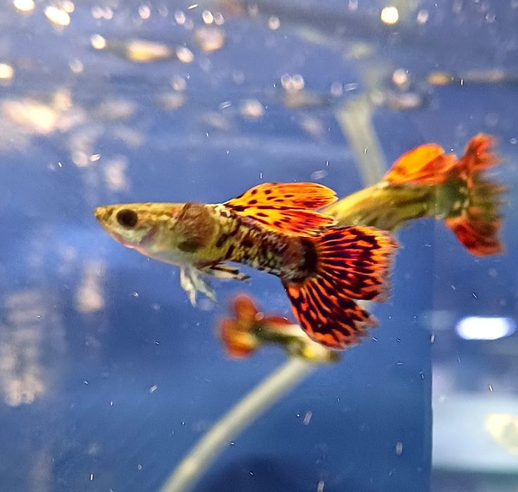Rybki do akwarium - Gupik Red Scherry Dragon Big Dorsal