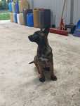 Owczarek belgijski malinois