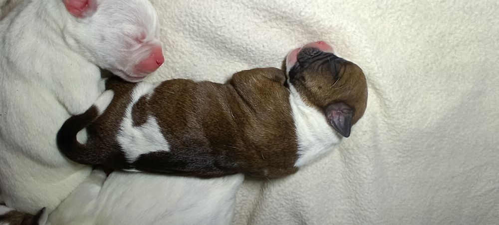 Buldog Amerykański (American Bulldog)suczka