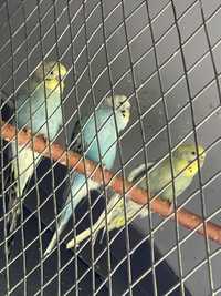 Різнобарвні хвилясті папуги