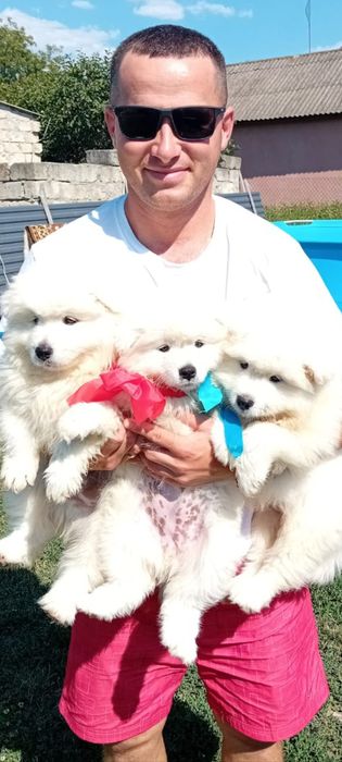 Цуценята породи Самоїд