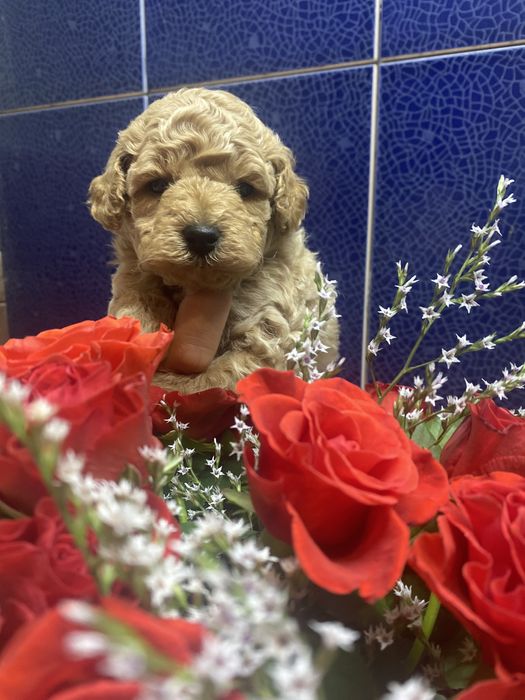 Маленький хлопчик