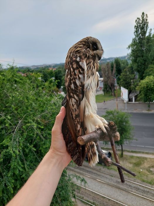 Чучело совы редкое