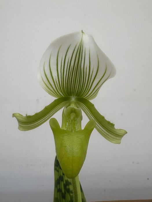 Orquidea Paphiopedilum Deperle e Maudiae Femma