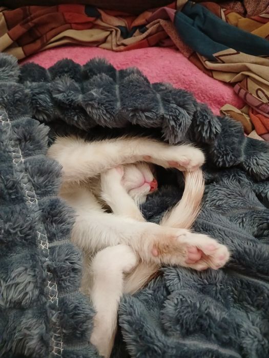 Віддам котика в добрі руки!