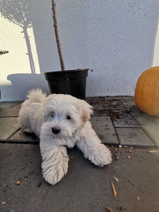 Śliczny piesek, maltańczyk