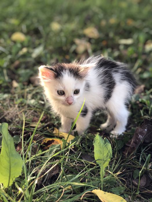 Пухнасті клубочки безкоштовно