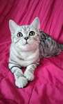 Fêmea tabby silver