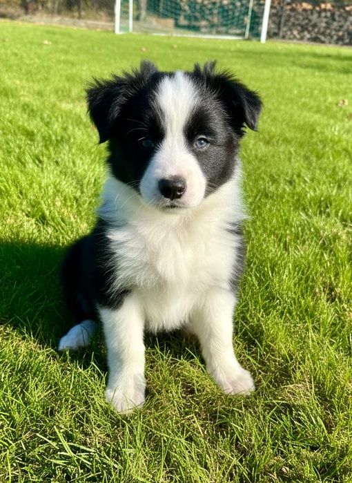 Piesek Border Collie  FCI