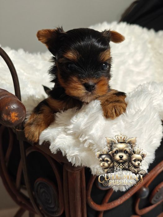 Mini Yorkshire terrier chłopczyk