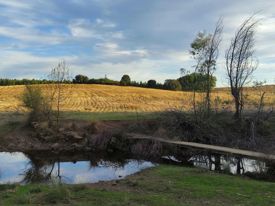 Quinta com 15 hectares