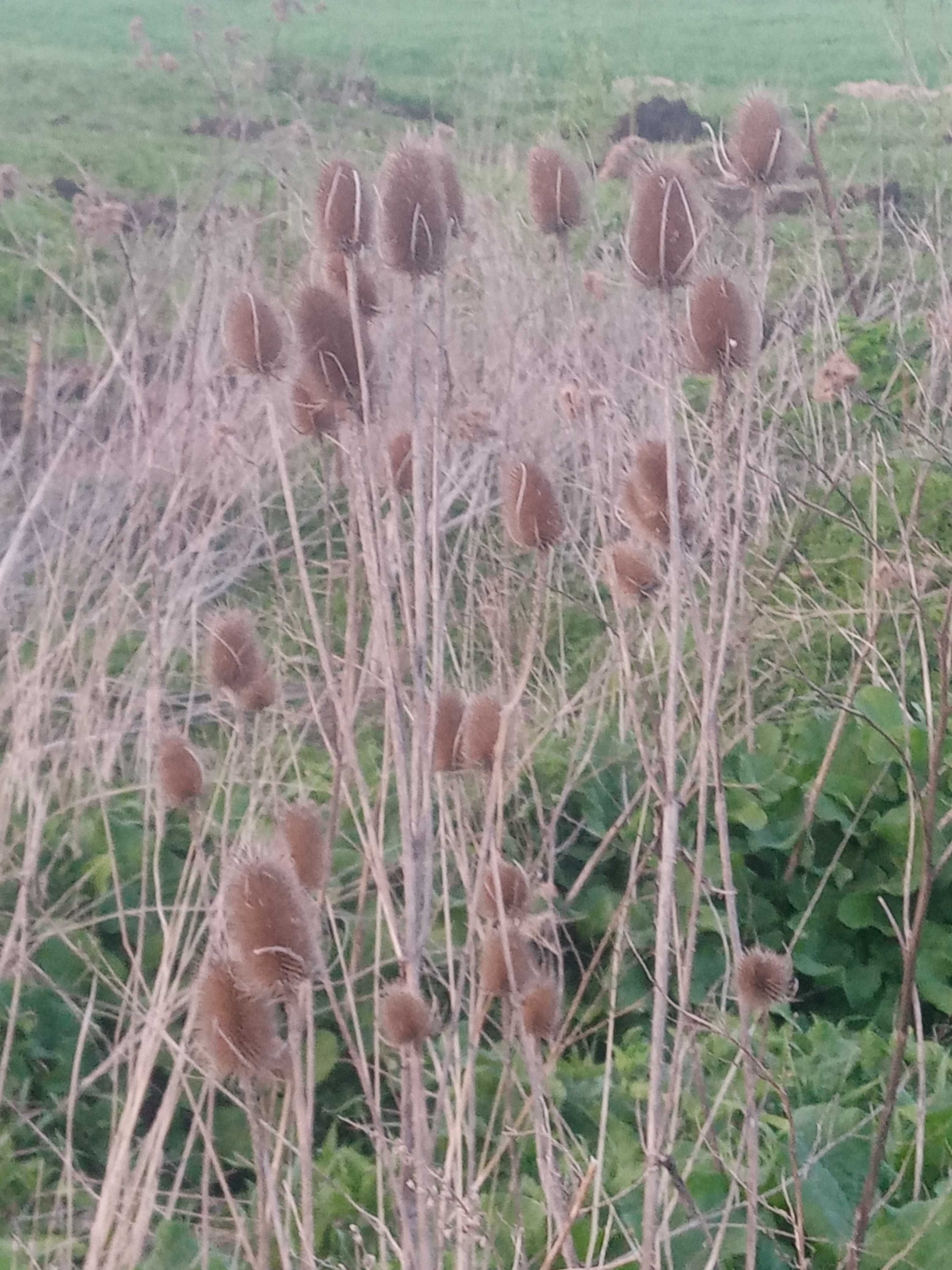 Lekarskie trawy i miododajne