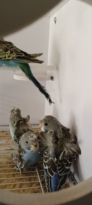 Piriquitos harogromos