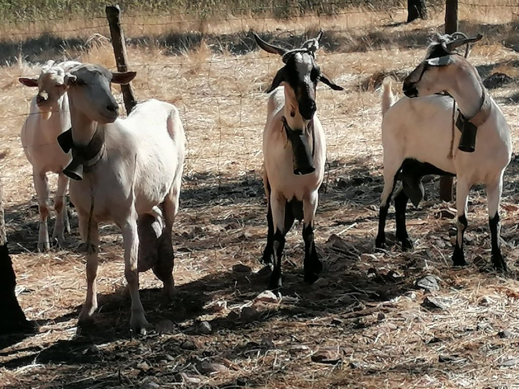 Cabras para venda