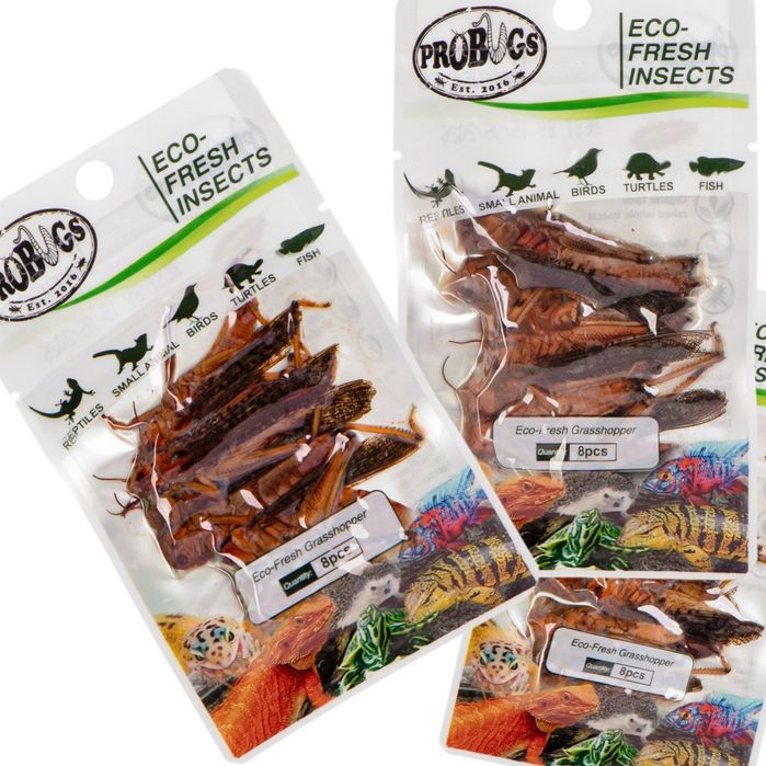 ProBugs Eco - świeże koniki polne 15 saszetek