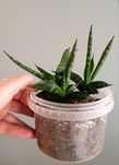 Sansevieria sansevieria NN