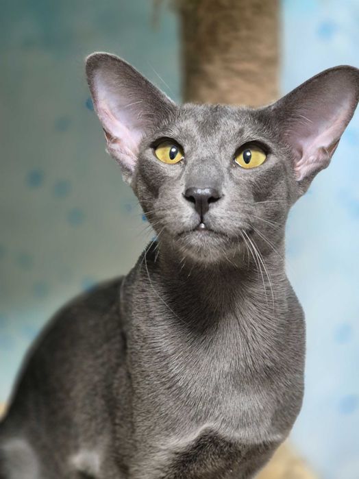 Орієнтальна дівчинка