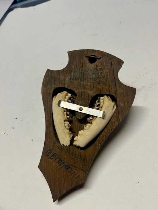 Coleção particular de troféus de caça