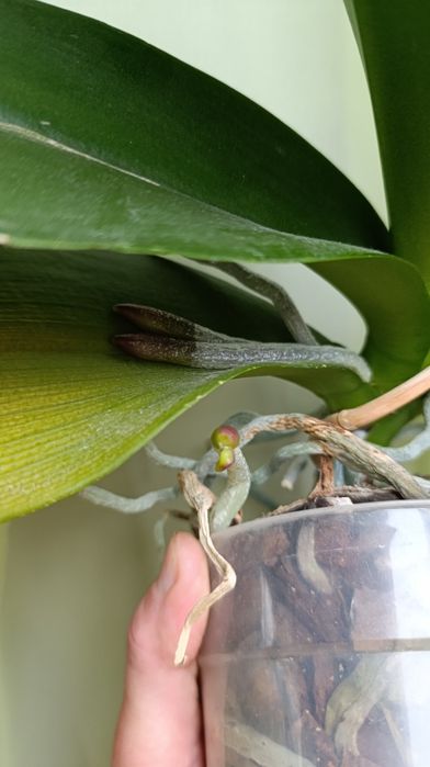 Орхідея Мікі Кроун. З квітоносом