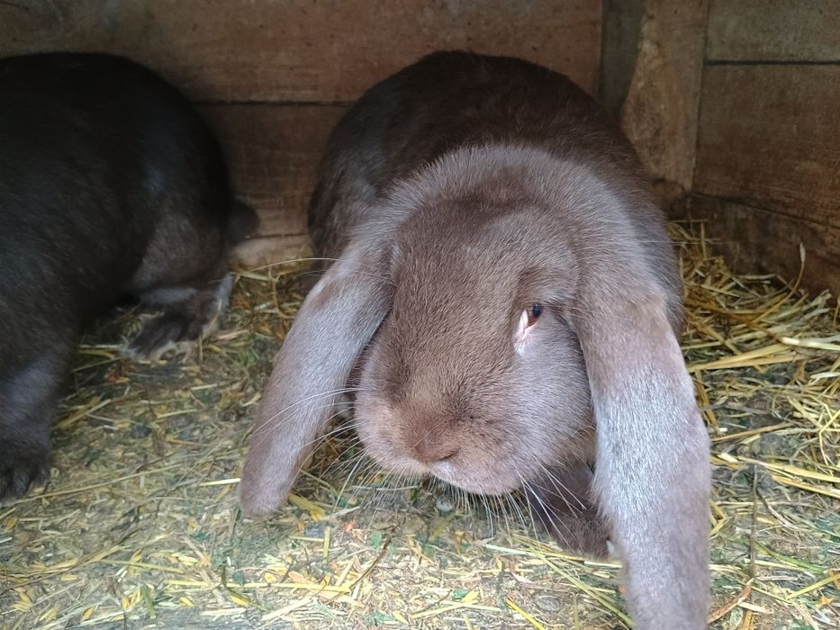 Króliki barany francuskie