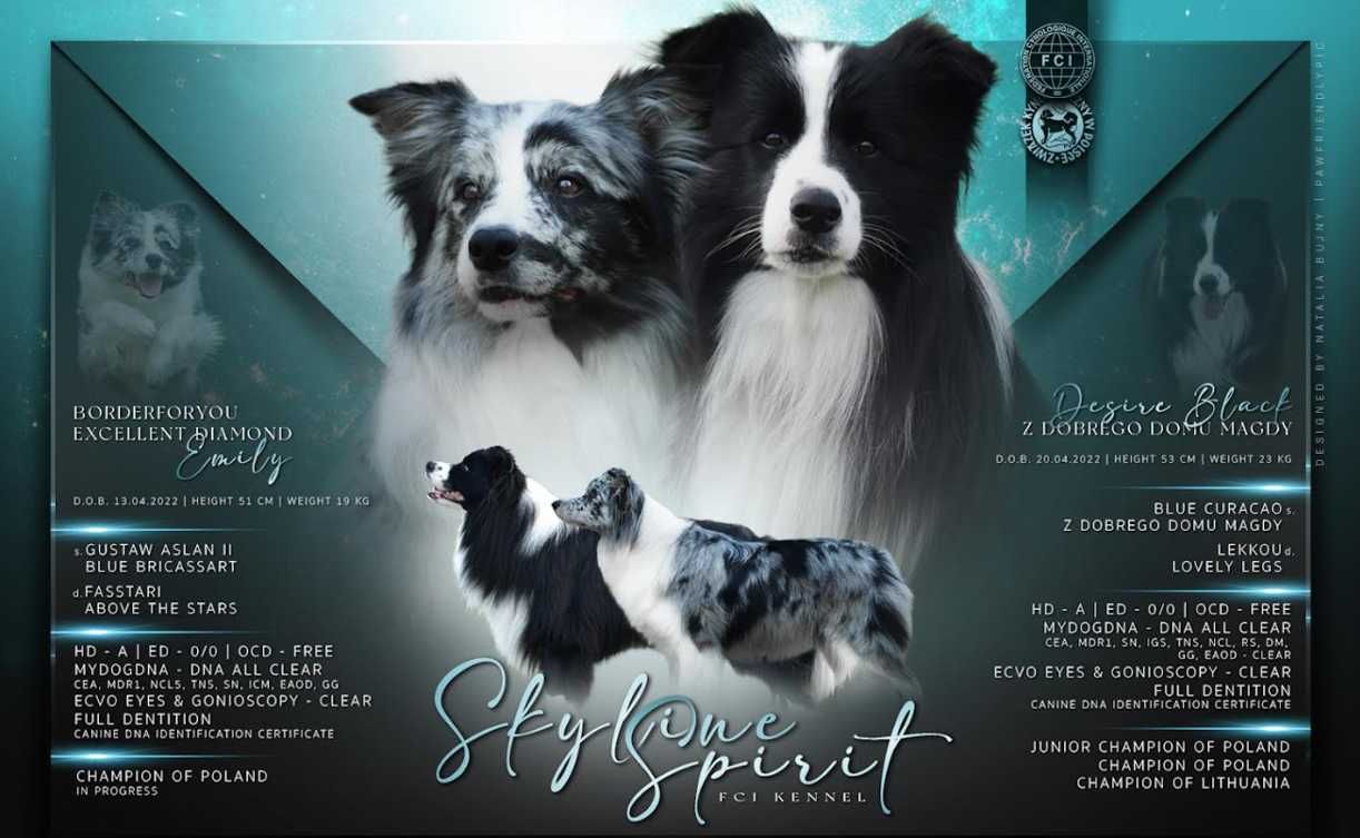 Szczenię Border Collie FCI