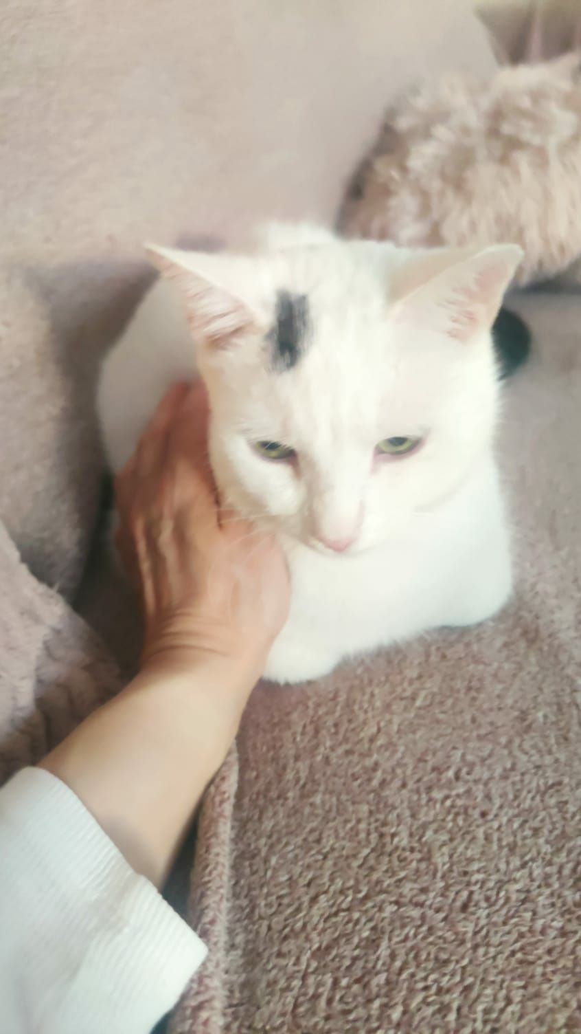 Kocurek do adopcji