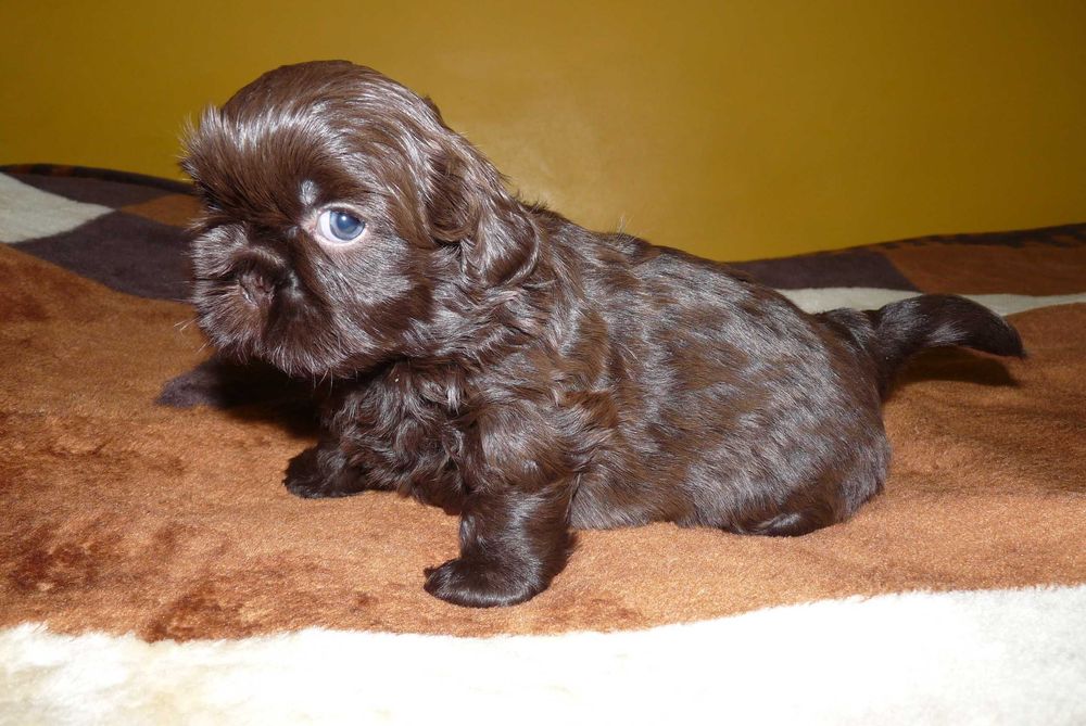 Shih Tzu, suczka Gabi do odbioru od 18 października.