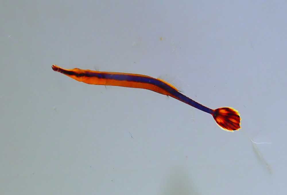 Doryrhamphus melanopleura - kolorowy mieszkaniec raf koralowych
