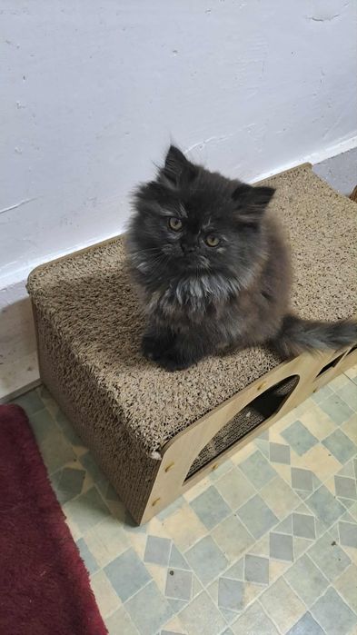 Piękna kotka perska