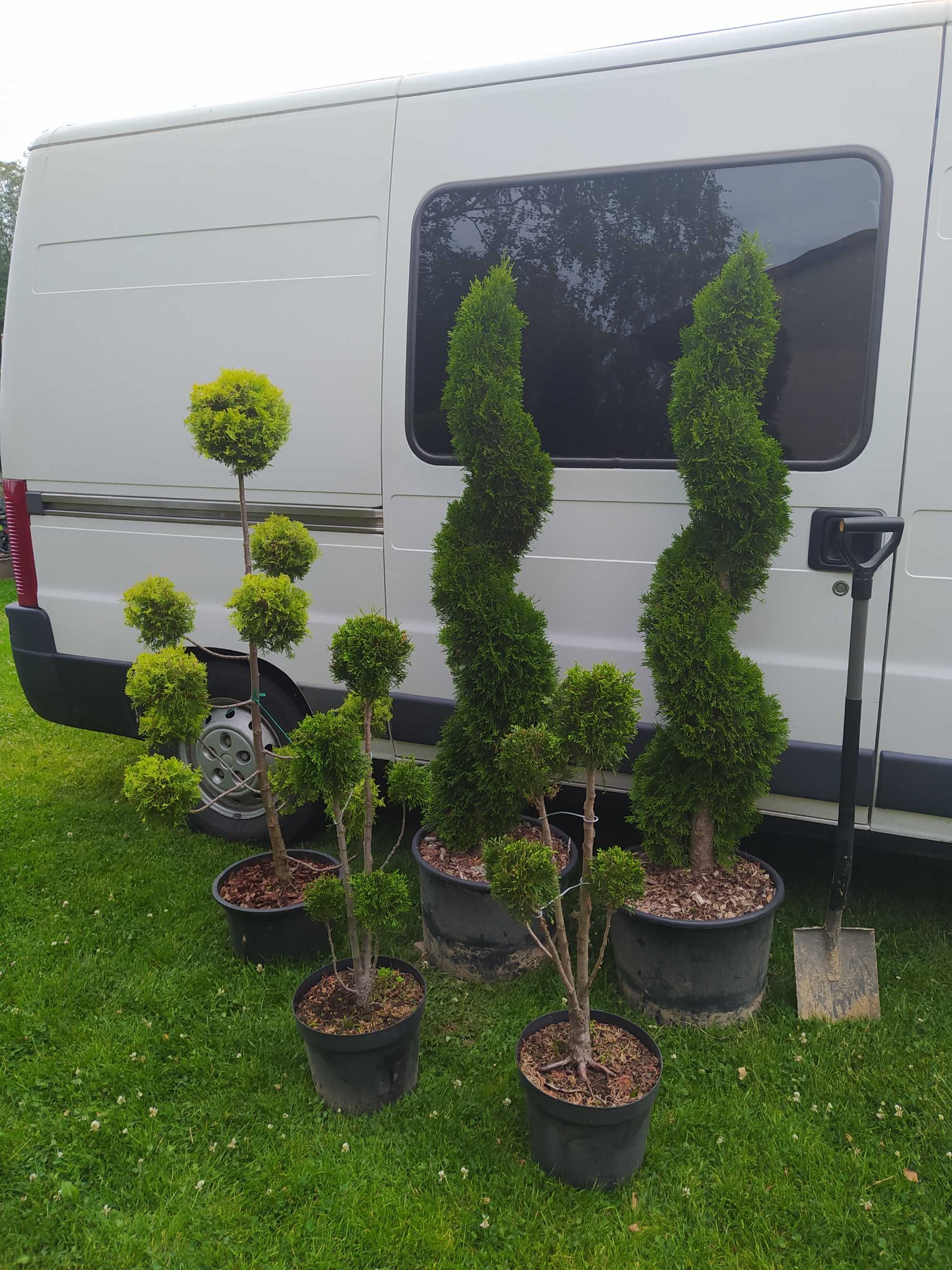 Krzewy ozdobne, bonsai, tuja Szmaragd formowana na spiralę 150 cm