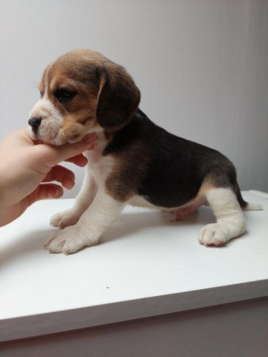 Szczeniak beagle tricolor piesek suczka