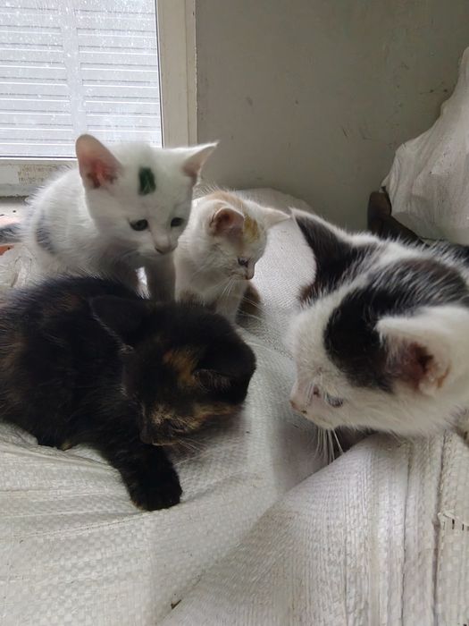 Oddam małe kotki za darmo