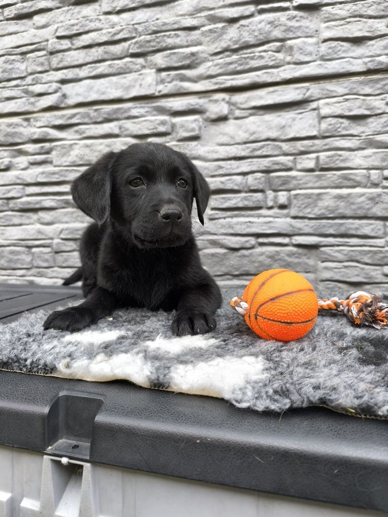 Labrador Retriever czarny Sid gotowy do odbioru