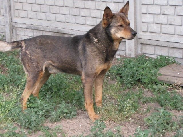 Pies co się cieszy byle czym