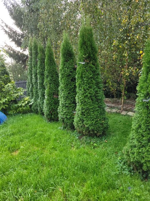 Thuje szmaragd ponad 200cm