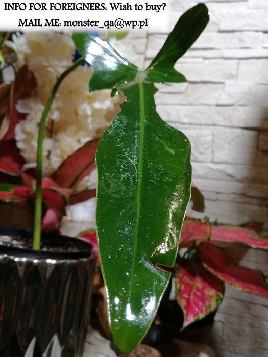 INTERNATIONAL Philodendron Longilobatum Leland Miyano filodendron