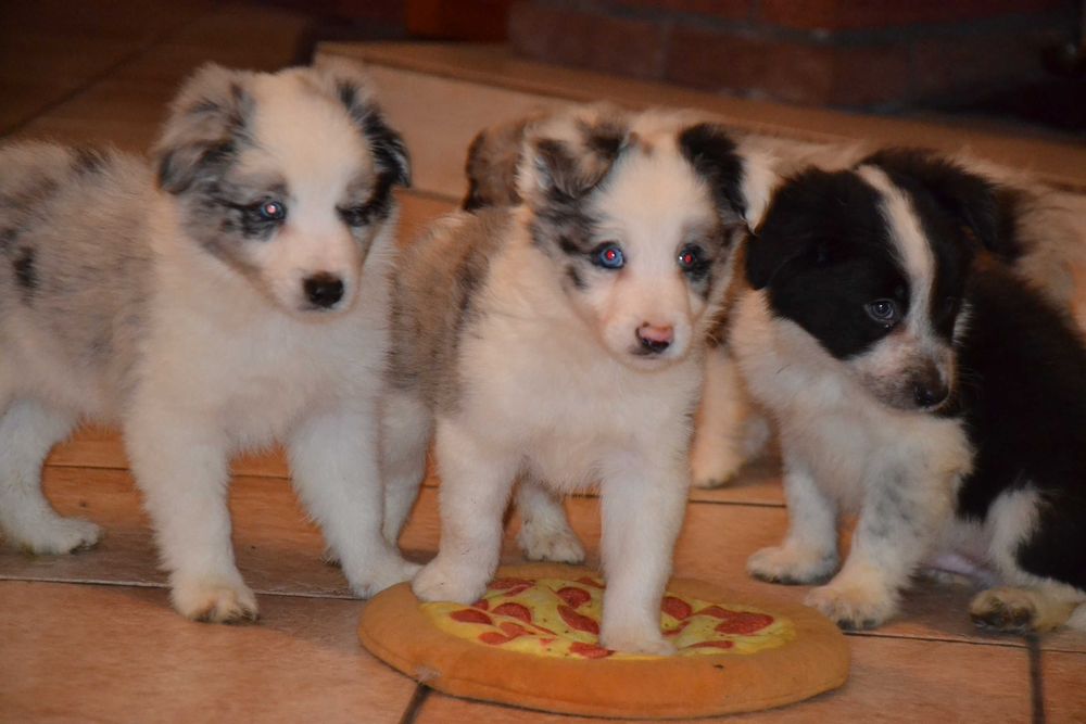 Border Collie piesek