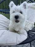 Piesek ostatni west highland white terrier