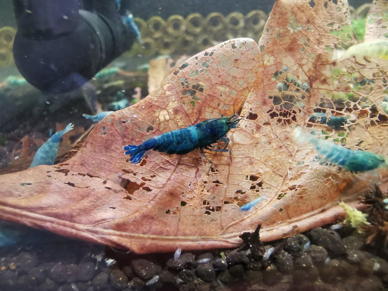 Krewetki Niebieskie Caridina Blue Bolt