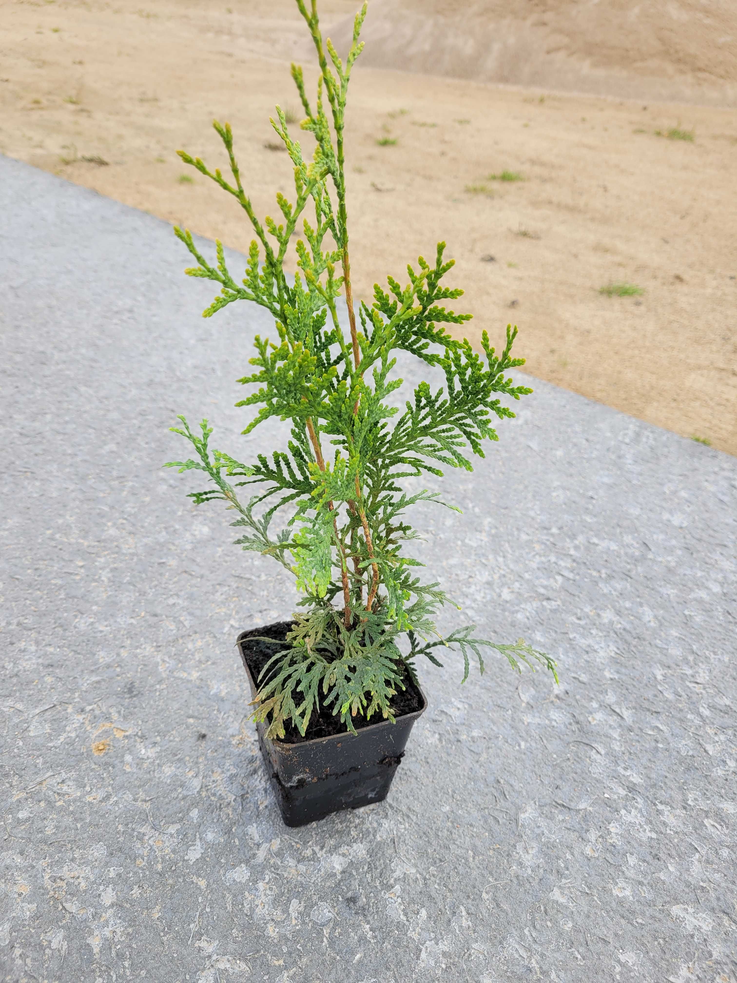 Tuja BRABANT doniczka 0,5l od 20 do 40 cm WYSYŁKA