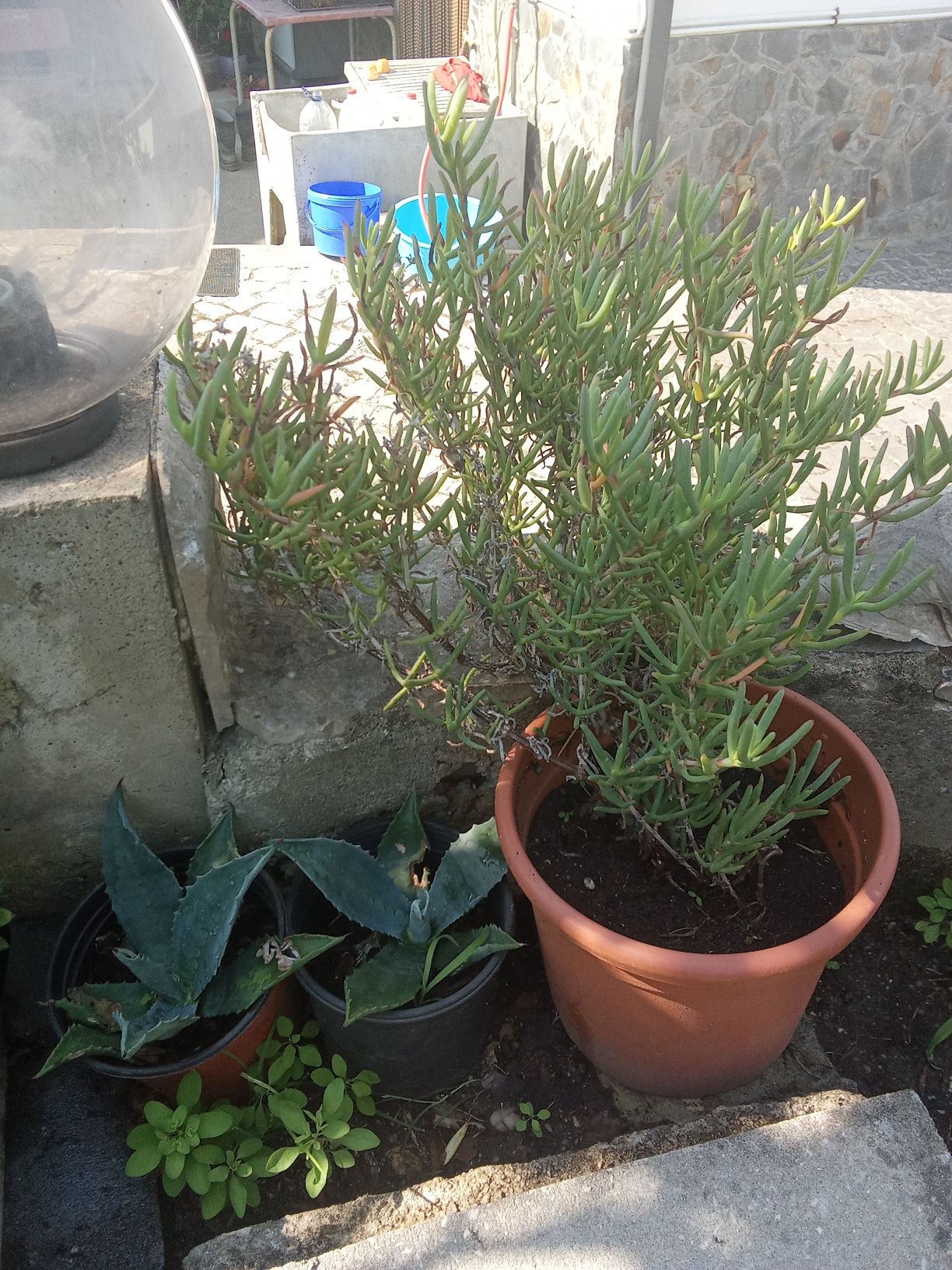 Suculentas variadas e agaves